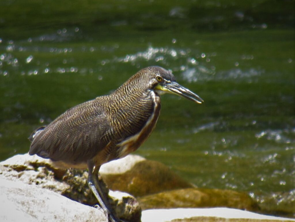 <em>Tigrisoma fasciatum</em>