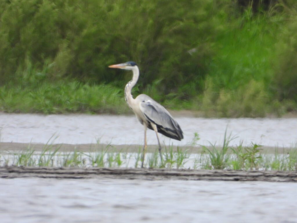 <em>Ardea cocoi</em>