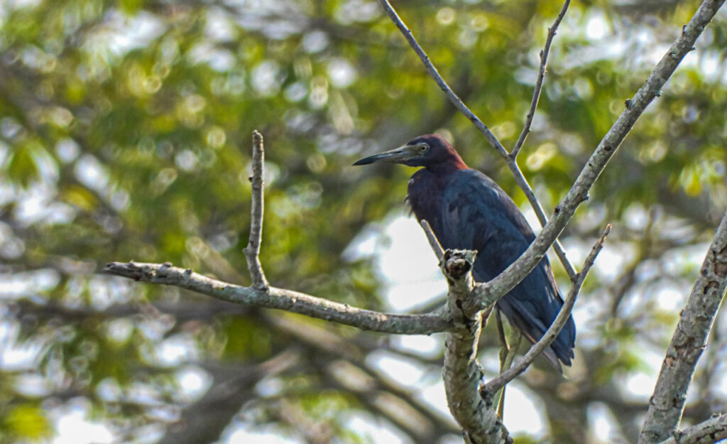<em>Egretta caerulea</em>