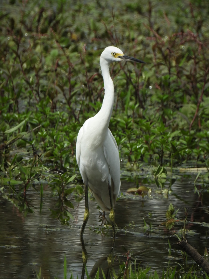 <em>Egretta thula</em>