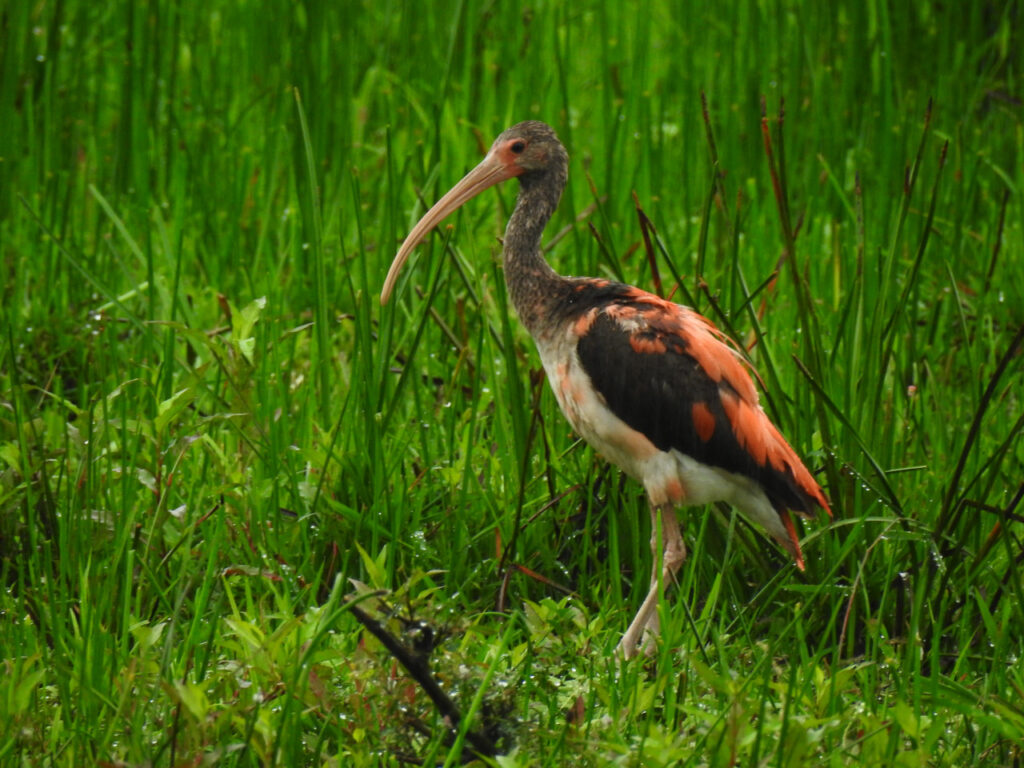 <em>Eudocimus ruber</em>