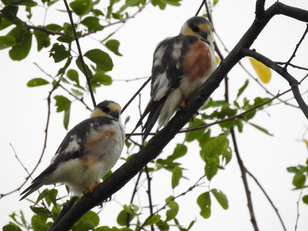 Gampsonyx swainsonii