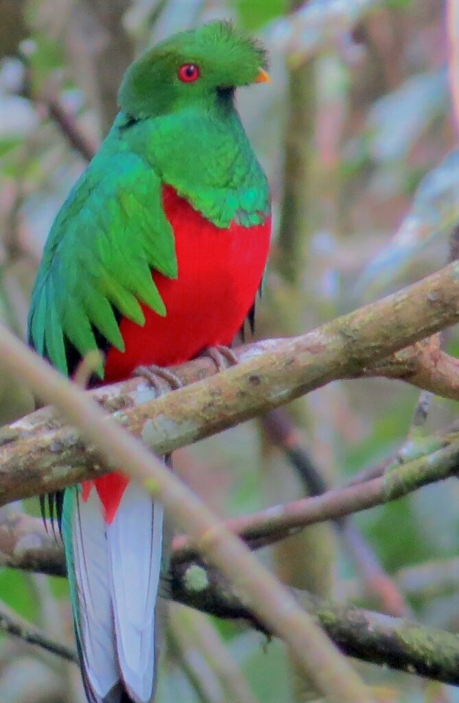 <em>Pharomachrus antisianus</em>