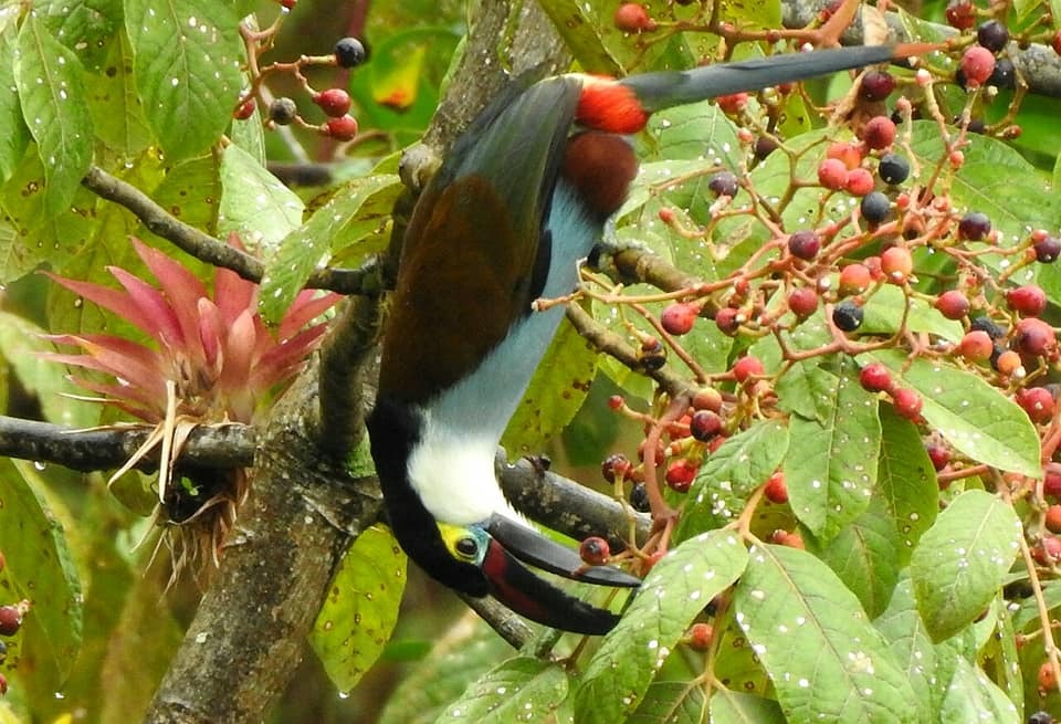 <em>Andigena nigrirostris</em>