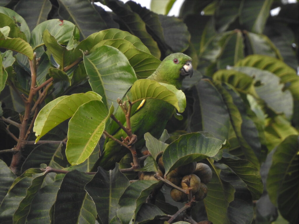 <em>Amazona mercenarius</em>