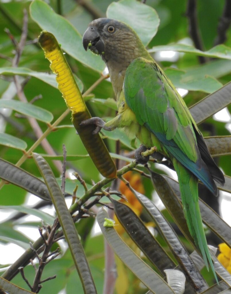 <em>Eupsittula pertinax</em>