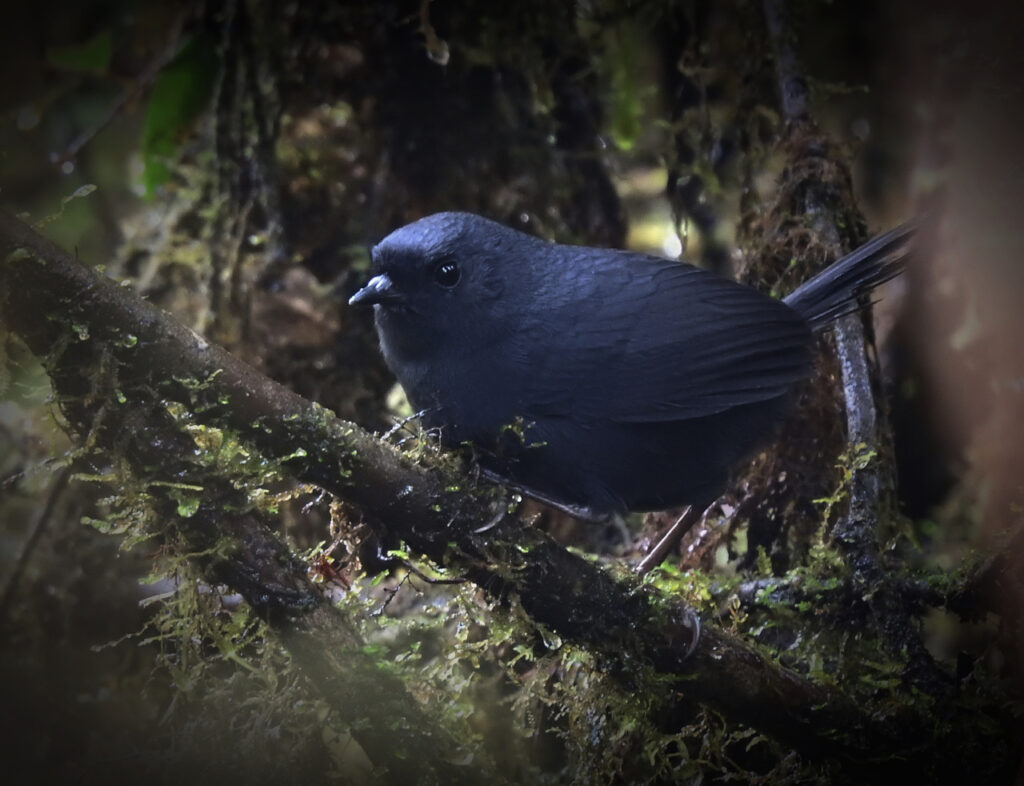 <em>Scytalopus latrans</em>