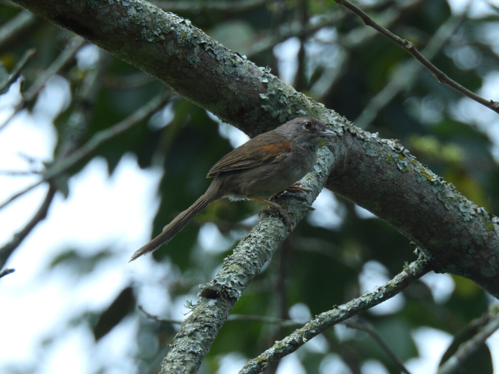 <em>Synallaxis albescens</em>