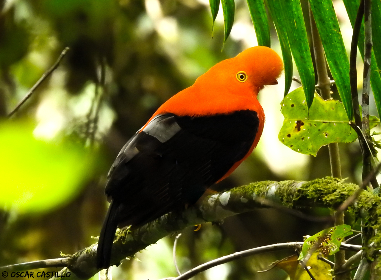 Rupicola Peruvianus Asociaci n Ornitol gica Del Huila ASORHUI rupicola-peruvianus-asociaci-n-ornitol-gica-del-huila-asorhui