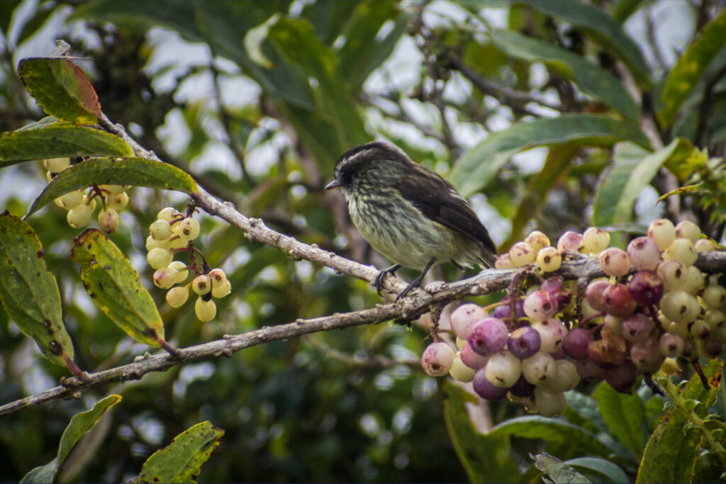 <em>Uromyias agilis</em>