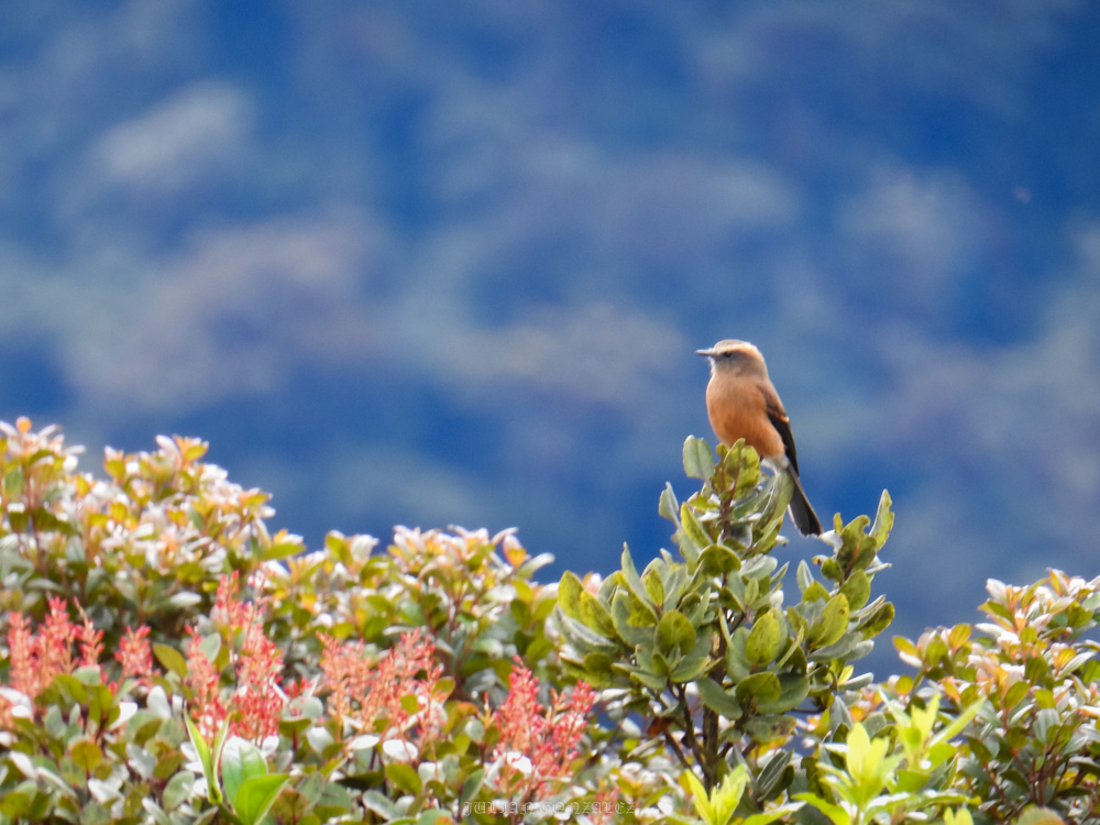 <em>Ochthoeca fumicolor</em>