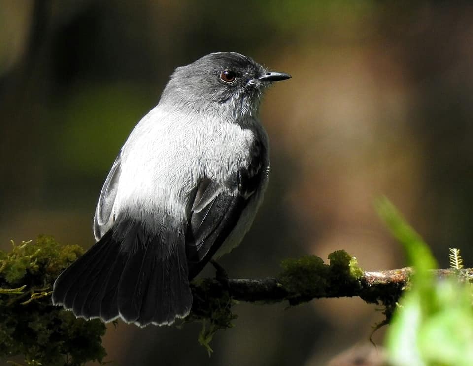 <em>Serpophaga cinerea</em>