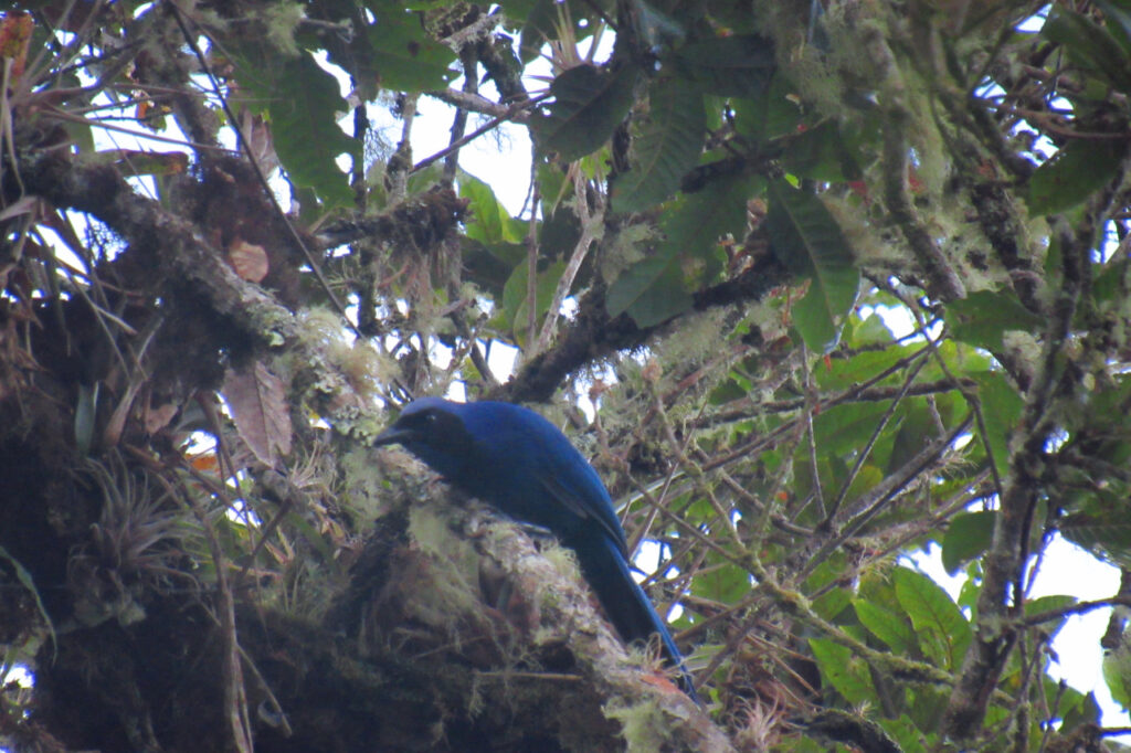 <em>Cyanolyca armillata</em>