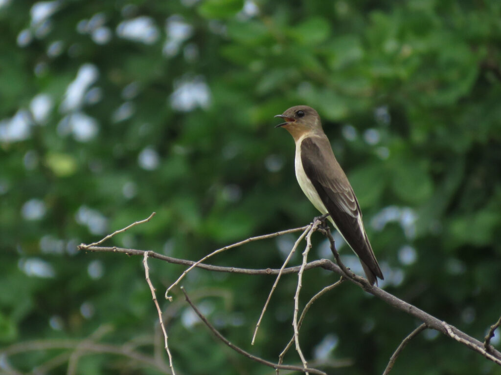 <em>Stelgidopteryx ruficollis</em>