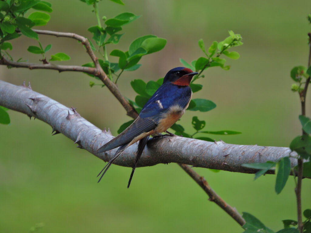 <em>Hirundo rustica</em>