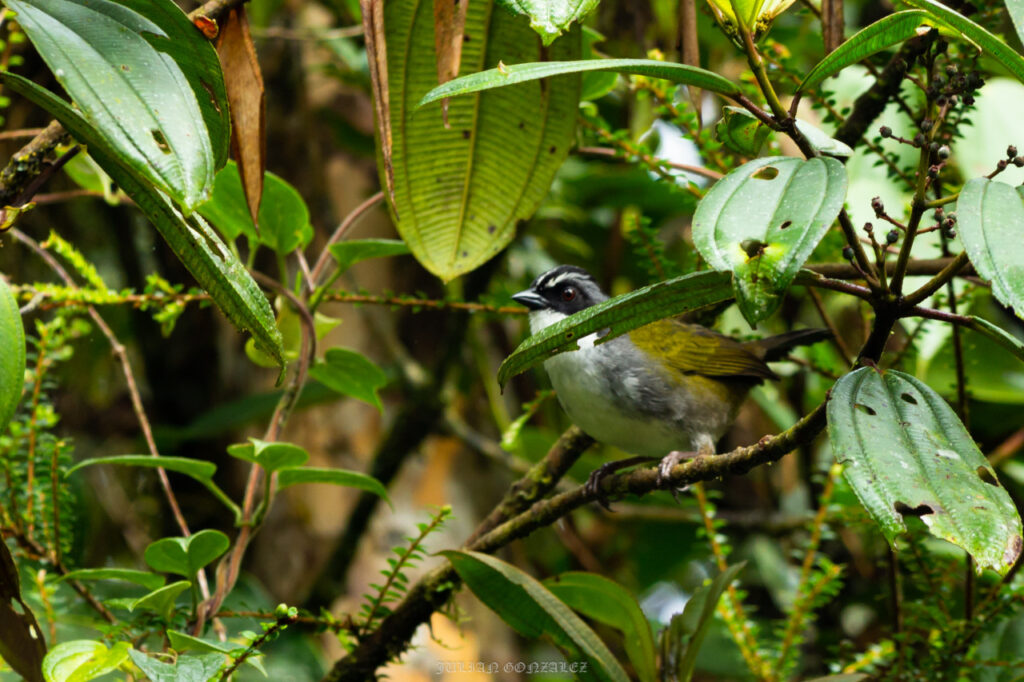 <em>Arremon assimilis</em>