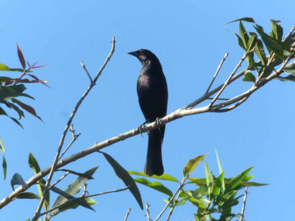 <em>Molothrus bonariensis</em>