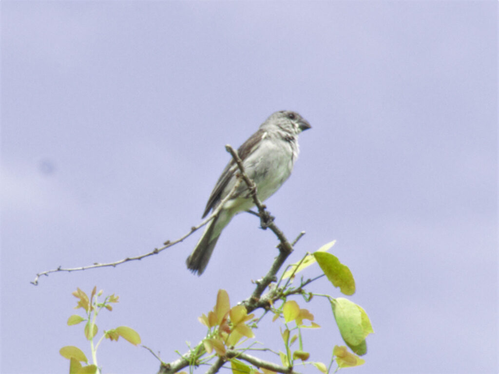 <em>Sporophila plumbea</em>