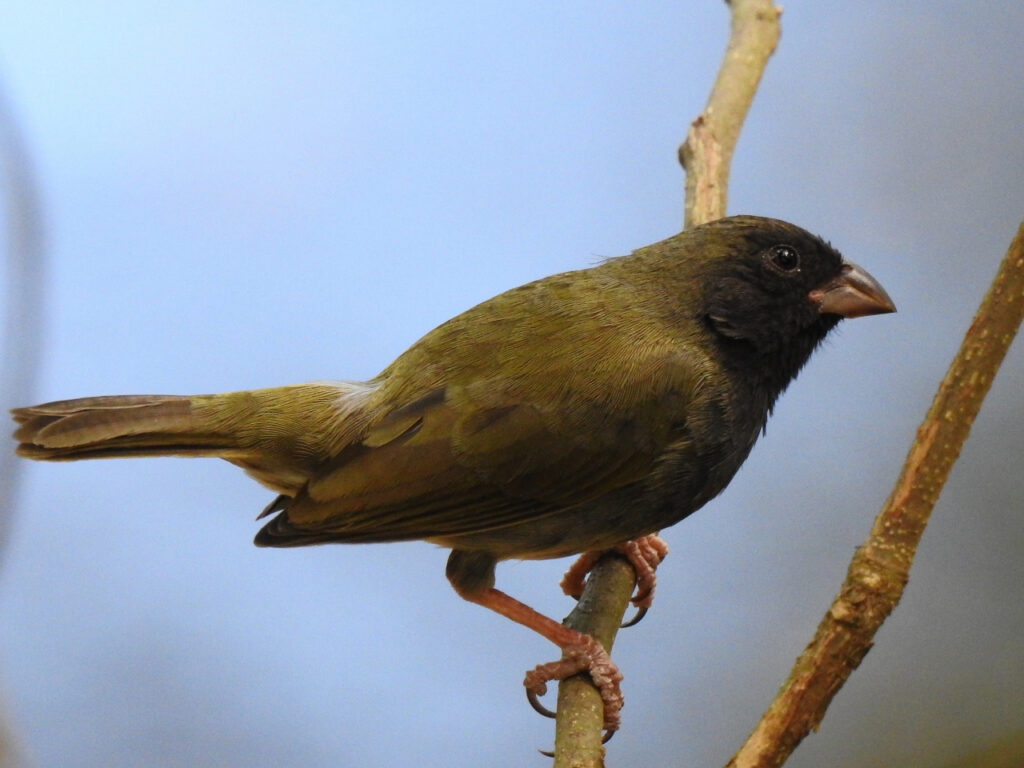 <em>Melanospiza bicolor</em>