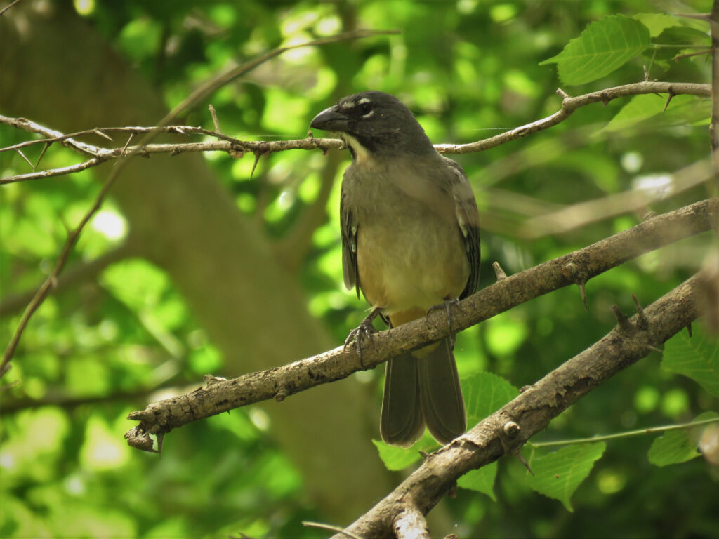 <em>Saltator coerulescens</em>