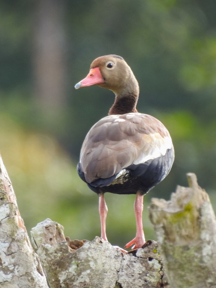 Dendrocygna autumnalis
