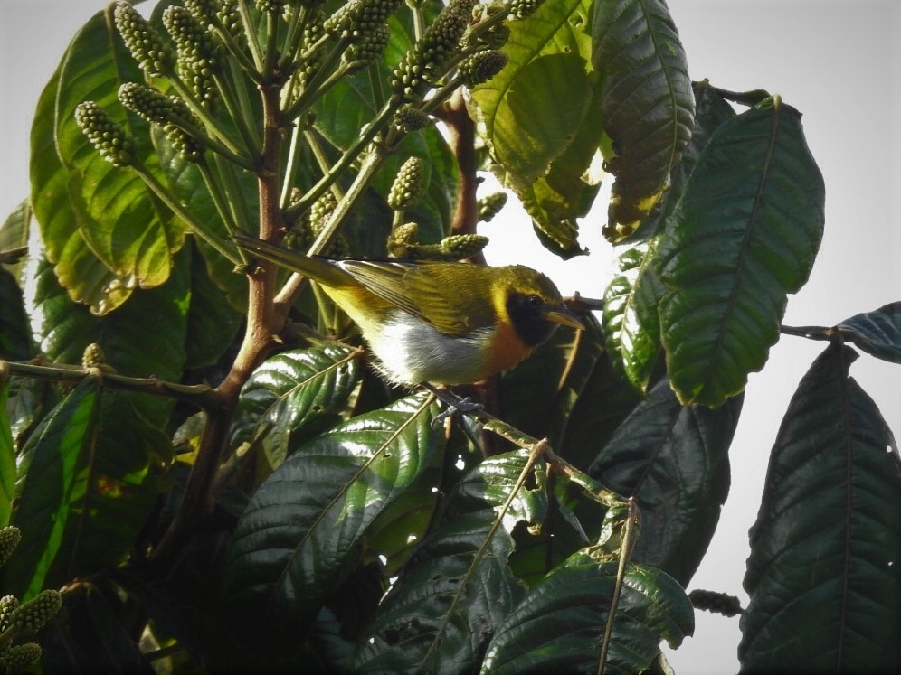 <em>Hemithraupis guira</em>