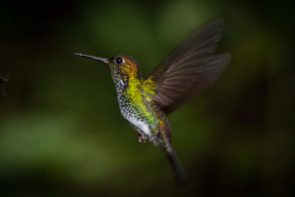 Haplophaedia aureliae