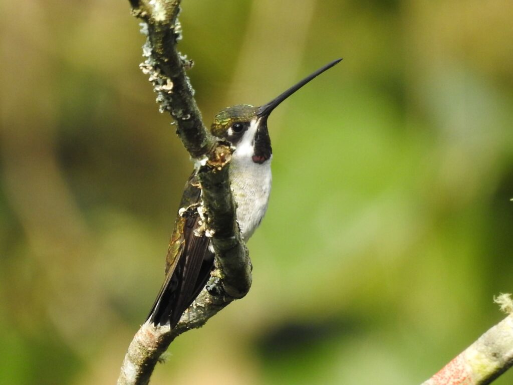 Heliomaster longirostris