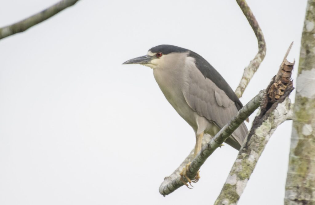 <em>Nycticorax nycticorax</em>