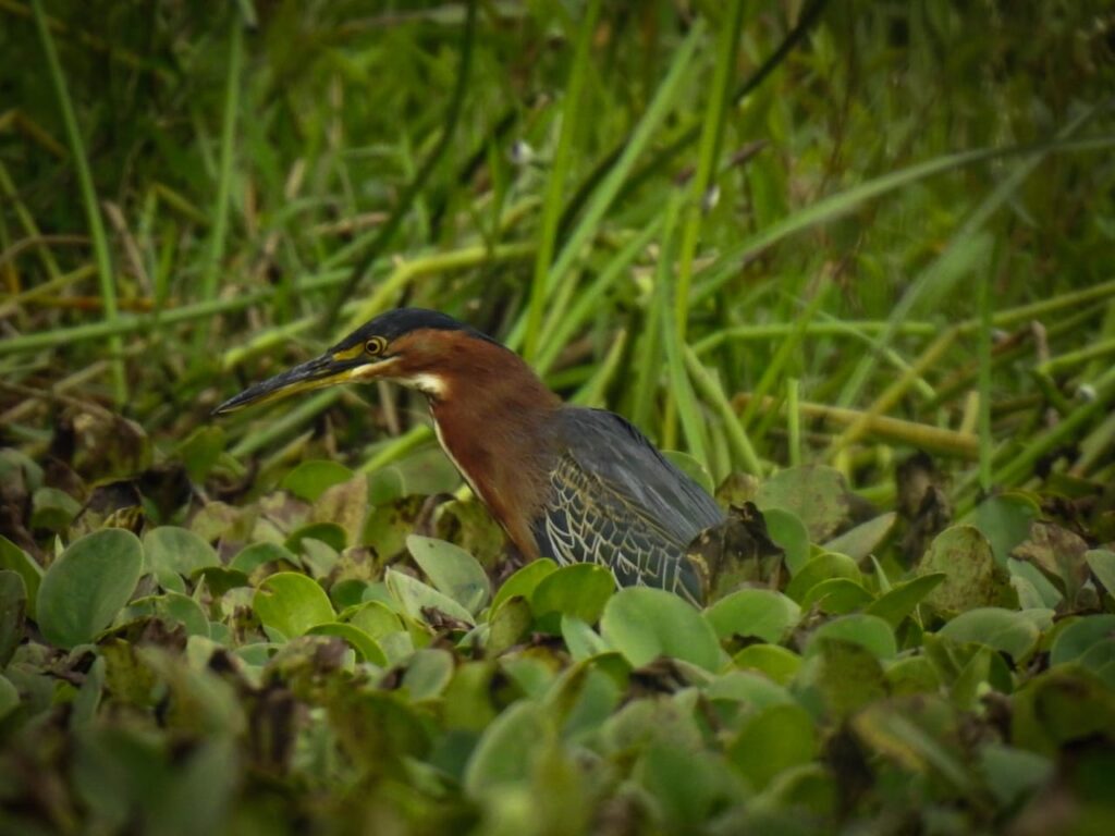 <em>Butorides virescens</em>