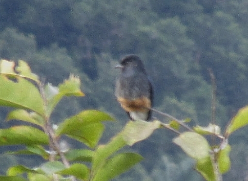 <em>Chelidoptera tenebrosa</em>