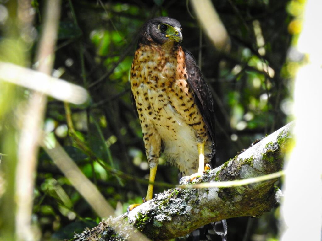 <em>Micrastur semitorquatus</em>