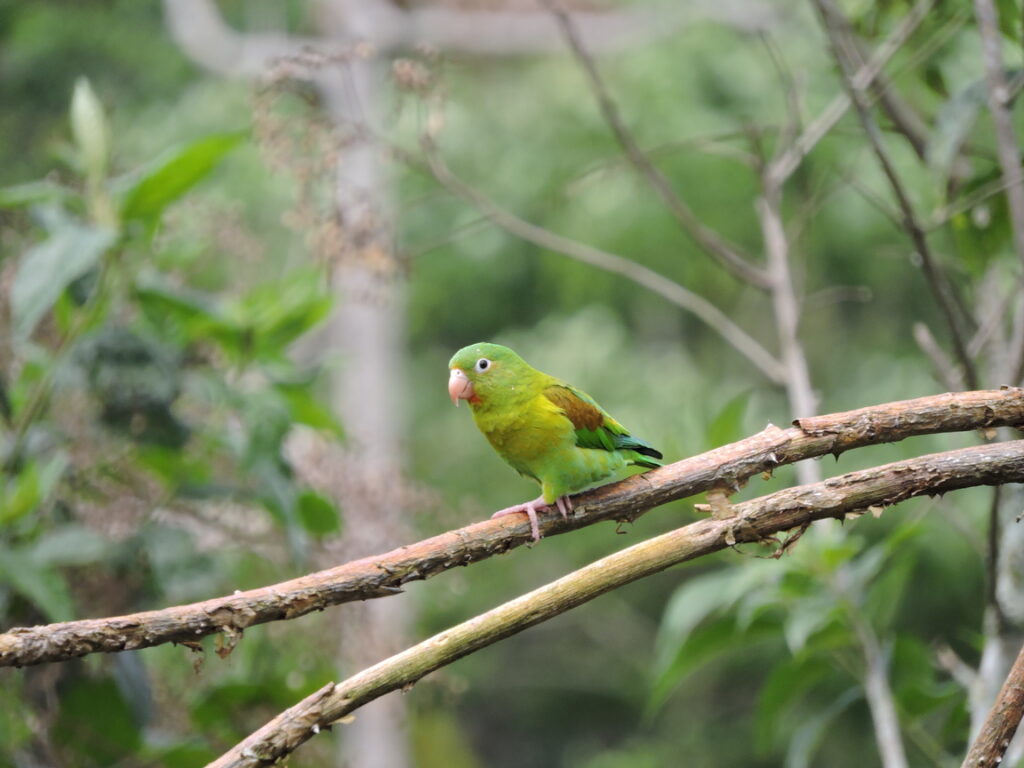 <em>Brotogeris jugularis</em>