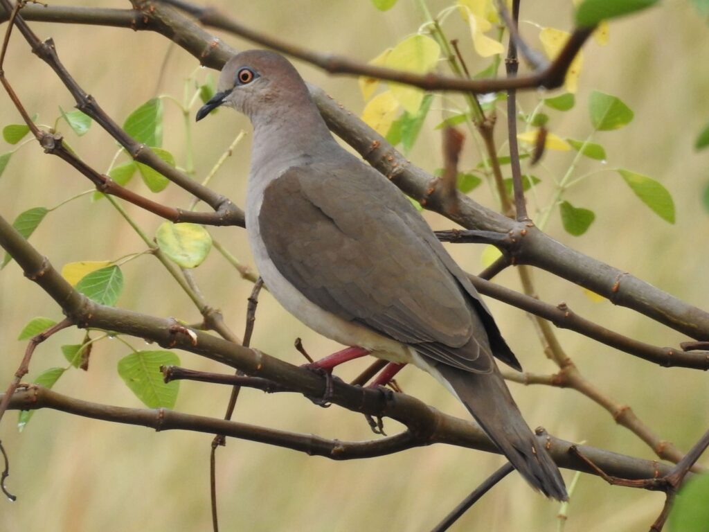 <em>Leptotila verreauxi</em>