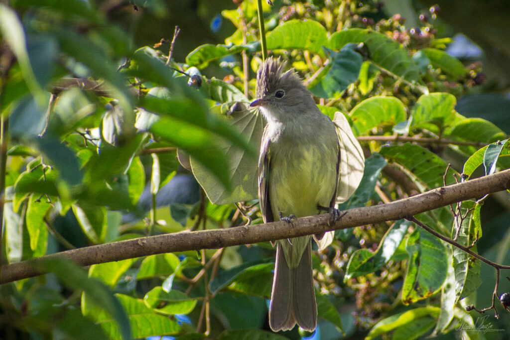 <em>Elaenia flavogaster</em>