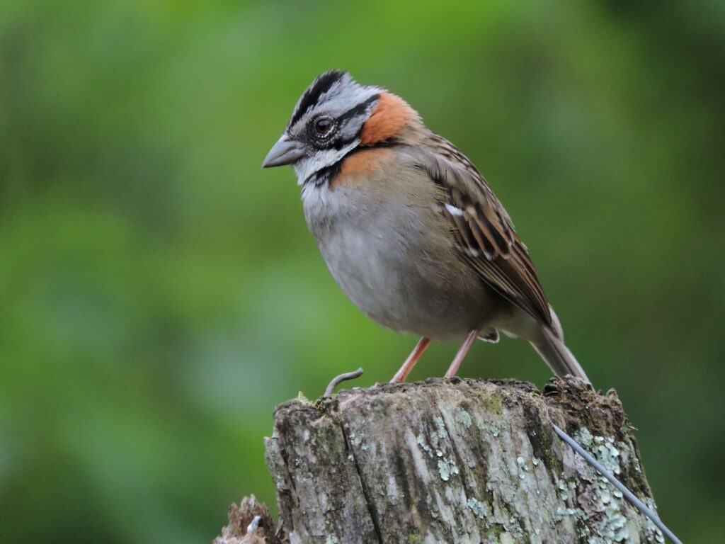<em>Zonotrichia capensis</em>