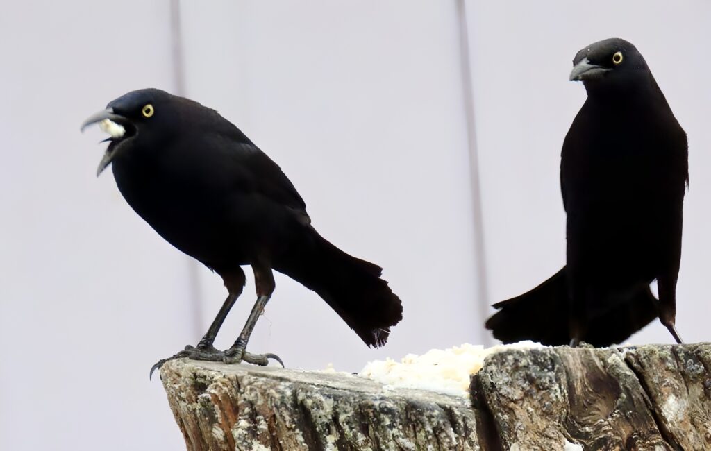 <em>Quiscalus lugubris</em>