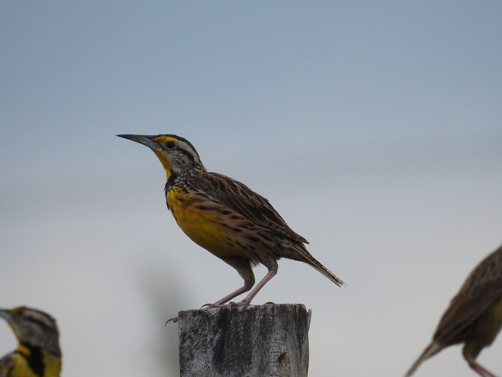 <em>Sturnella magna</em>