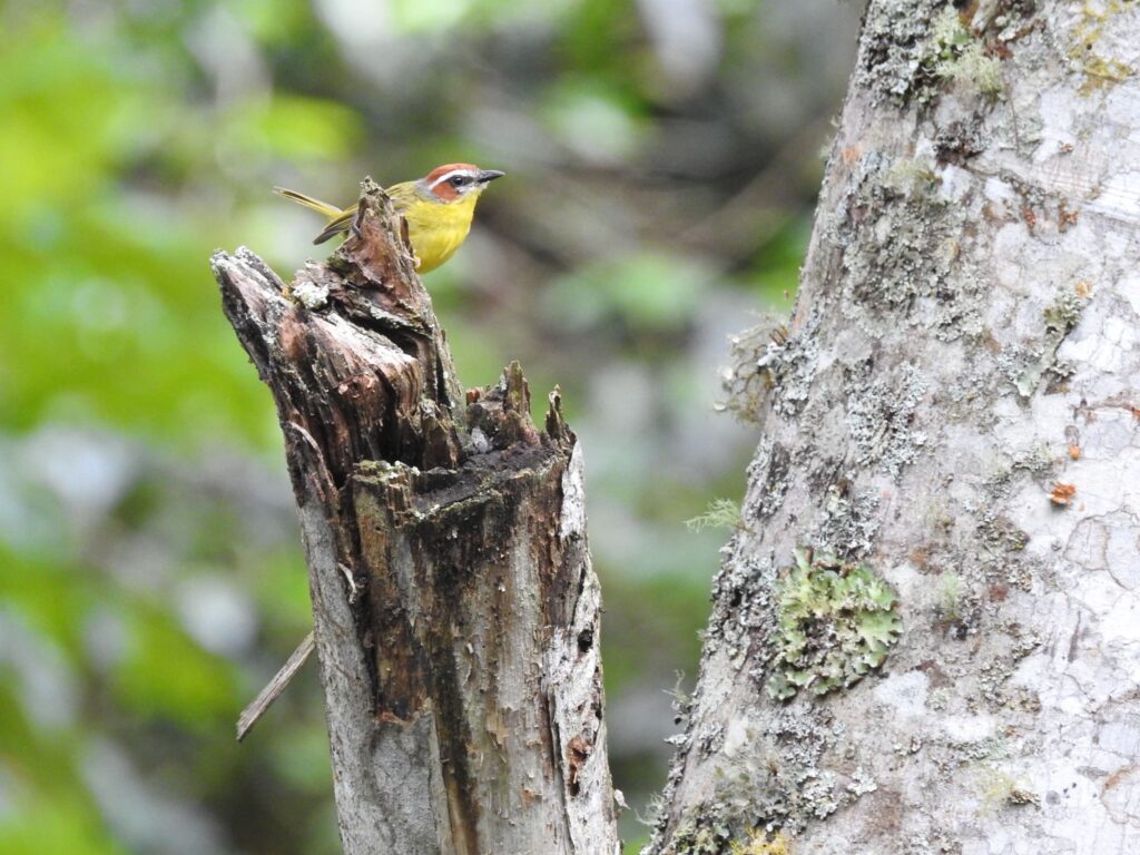 <em>Basileuterus rufifrons</em>