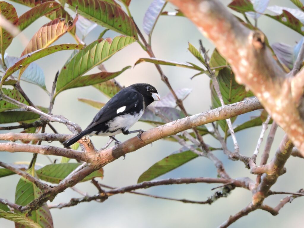<em>Sporophila luctuosa</em>