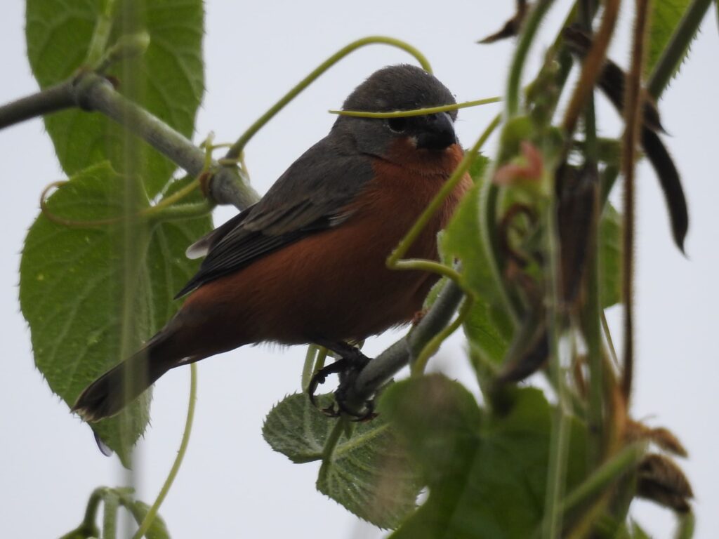 <em>Sporophila minuta</em>