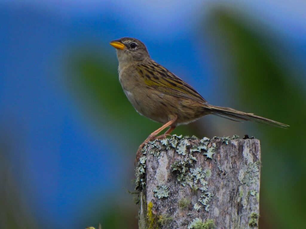 <em>Emberizoides herbicola</em>