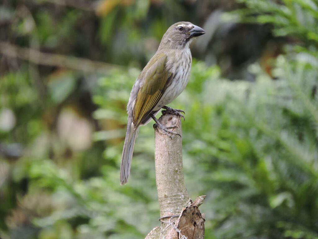 <em>Saltator striatipectus</em>