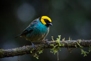 Tangara xanthocephala - Michael Pasaje