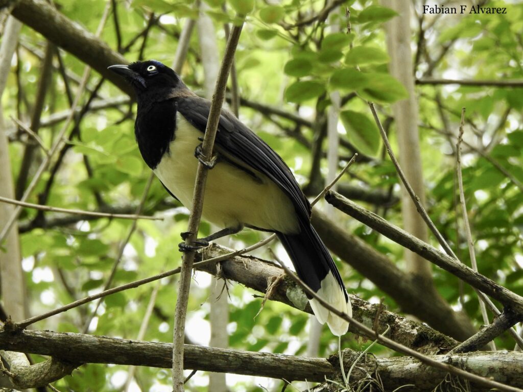 <em>Cyanocorax affinis</em>