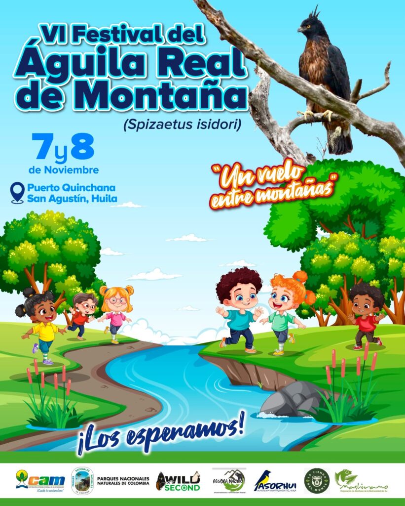 VI festival de águila real de montaña (Spizaetus isidori) 2025