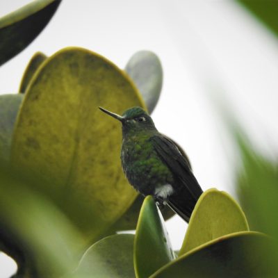 Metallura williami - Anselmo Imbachi