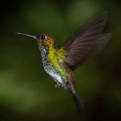 Haplophaedia aureliae - Michael Pasaje