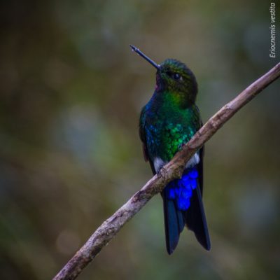 Erionecmis vestita - Michael Pasaje