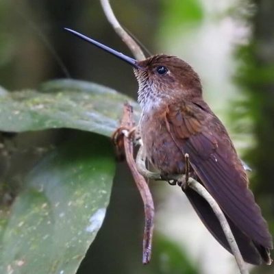 Coeligena coeligena - Erik Gaitan